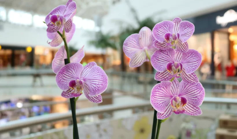 Beleza das Orquídeas
