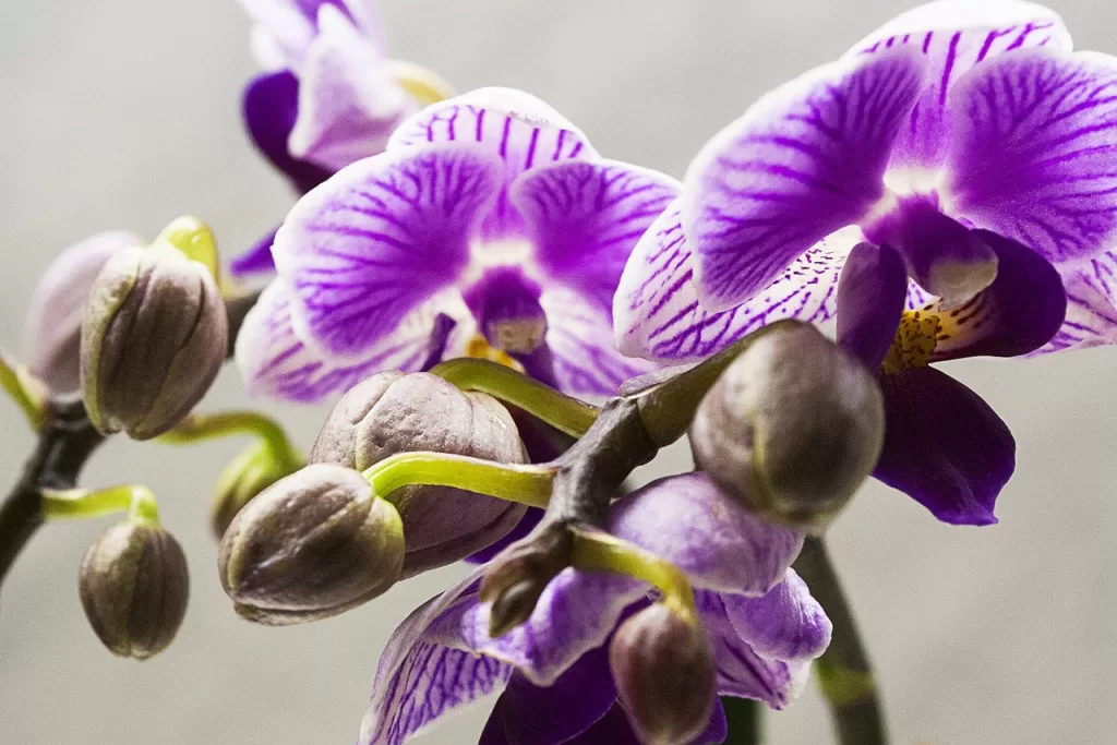 Orquídeas Incríveis