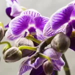 Cultive Orquídeas Incríveis: Dicas e Truques!