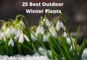 25 melhores plantas de inverno ao ar livre
