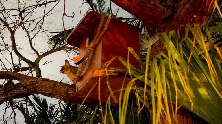 Como construir sua própria caixa de gambá