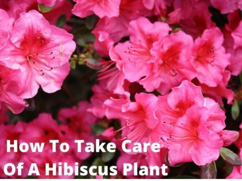Care of a hibiscus plant