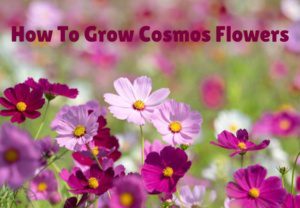 Como cultivar flores cosmos para iniciantes