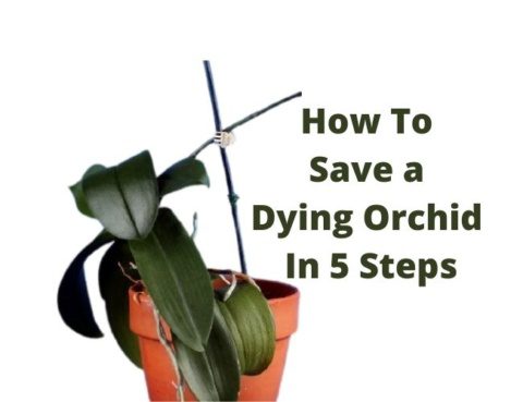 How To Save a Dying Orchid In 5 Steps