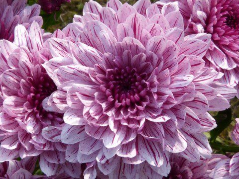 chrysanthemum