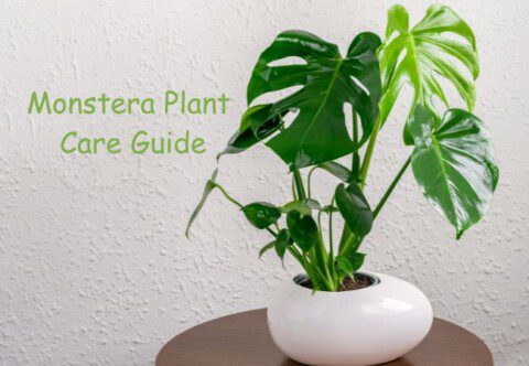 Monstera Plant Care Guide