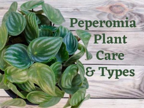 Peperomia Plant Care and Types