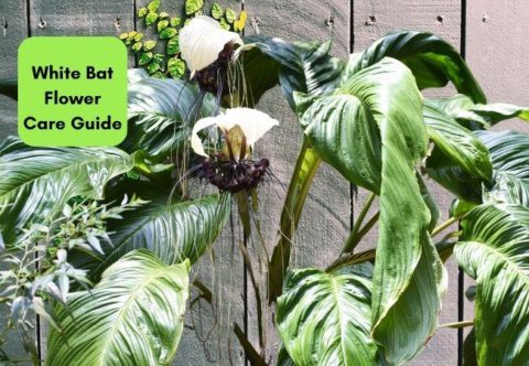 White Bat Flower Care and Growing Guide