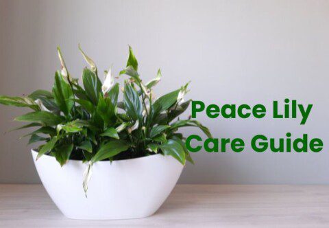 Peace Lily Care Guide