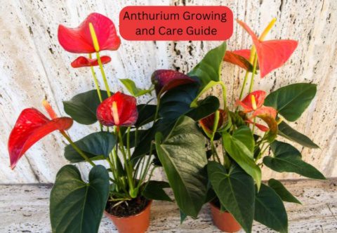 Anthurium Growing and Care Guide