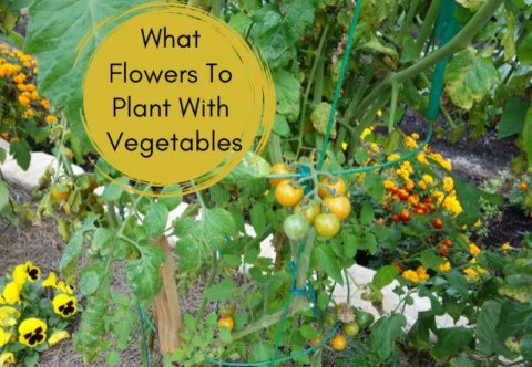 What Flowers To Plant With Vegetables