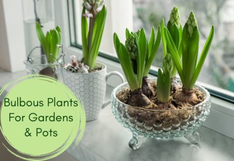 Bulbous Plants For Gardens and Pots