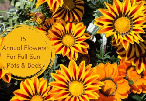 15 Annual Flowers For Full Sun Pots And Beds