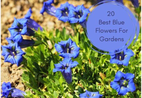 20 Best Blue Flowers For Gardening