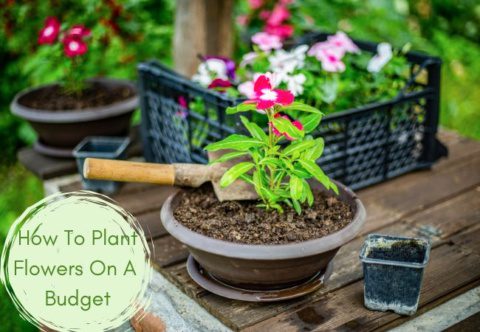 How To Plant Flowers On A Budget