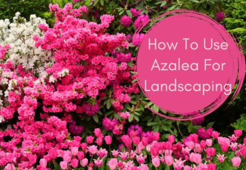 How To Use Azalea For Landscaping Front And Back Yards