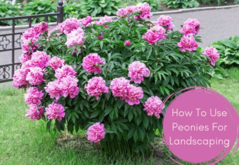 How To Use Peonies For Landscaping Front And Back Yards