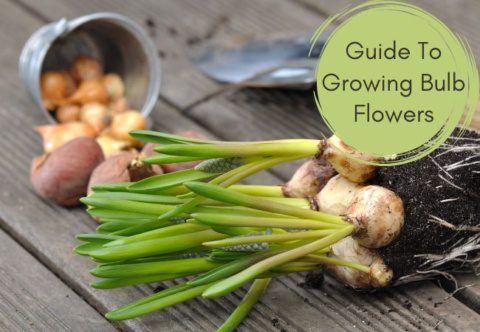 Guia para cultivar flores de lâmpada