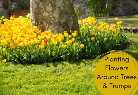 Planting Flowers Around Trees And Stumps
