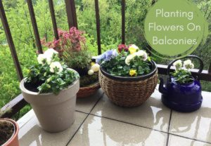 Guia para plantar flores em varandas