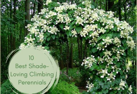 10 Shade-Loving Climbing Perennials