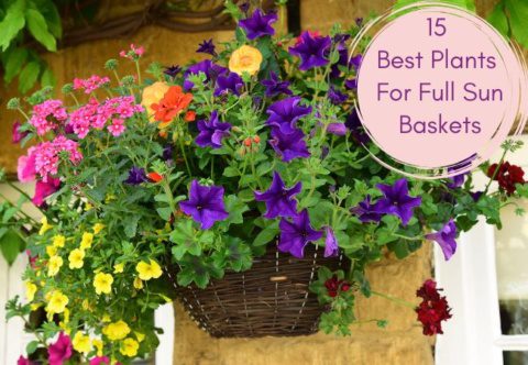 15 melhores plantas para cestas penduradas pelo sol pleno