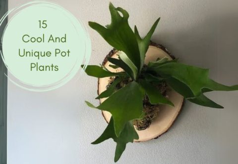 15 Cool And Unique Pot Plants