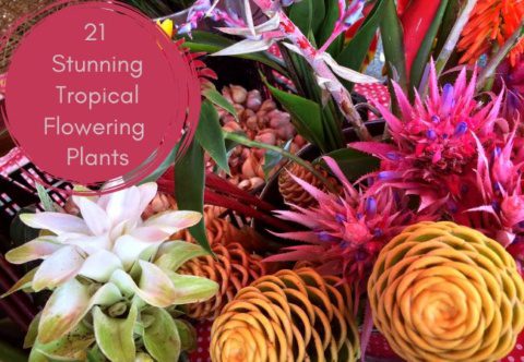 21 Stunning Tropical Flowering Plants