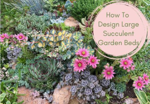 How To Design Large Succulent Garden Beds