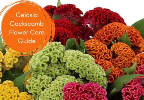 Guia de cuidados da Celosia Woolflower (Cockscomb)