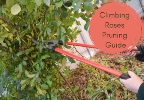 Climbing Roses Pruning Guide