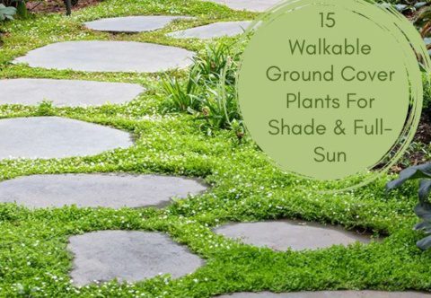 15 Walkable Ground Cover Plants Shade and Full Sun