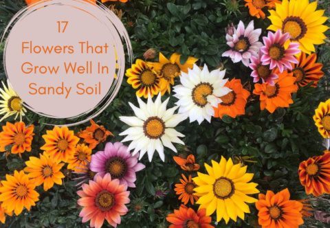 Flowers That Grow Well In Sandy Soil
