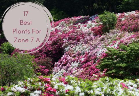 17 best Plants For Zone 7 A