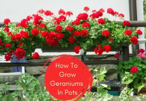 How To Grow Geranium Flowers In Pots