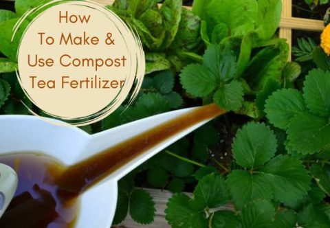 How To Make And Use Compost Tea Fertilizer