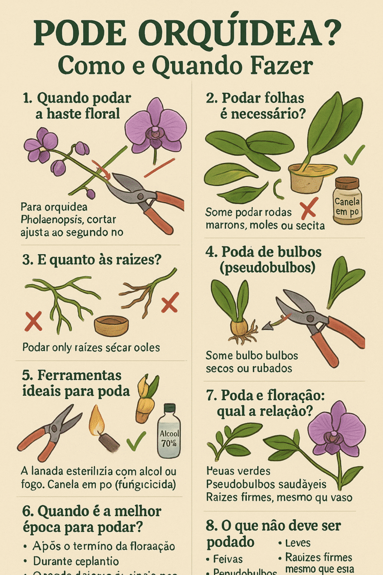 Pode Orquídea? Como e Quando Fazer