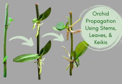 Orchid Propagation Using Stems Leaves And Keikis