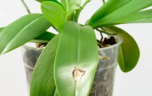 Como Tratar Manchas nas Folhas das Orquídeas