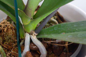 Como Saber se a Orquídea Está Saudável