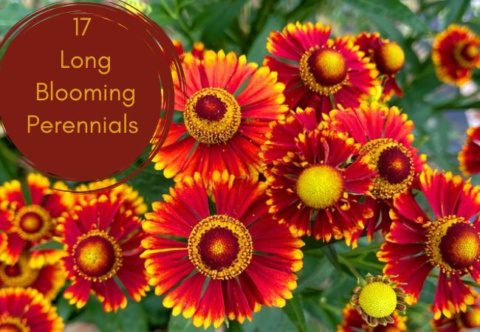 17 Long-Blooming Perennials Guide