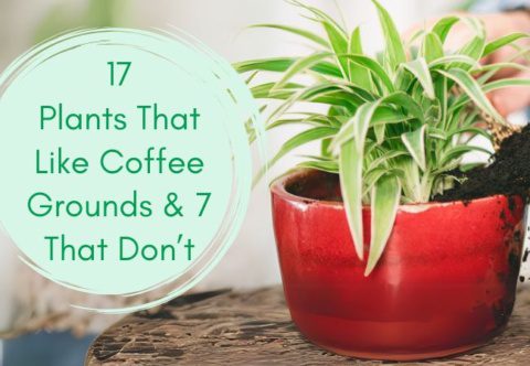 17 Plants That Like Coffee Grounds and 7 That Don't