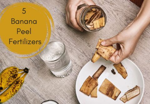 5 Banana Peel Fertilizers For Indoor Plants
