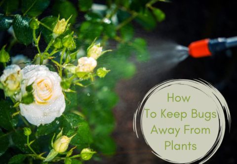 How To Keep Bugs Away From Plants 5 Methods
