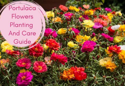 Portulaca Flowers Planting And Care Guide