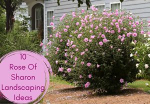 Ideias de paisagismo Rose of Sharon