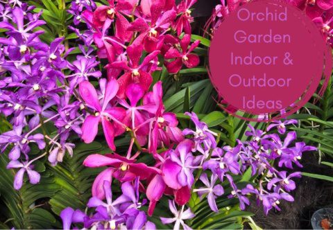 Orchid Garden Indoor And Outdoor Ideas