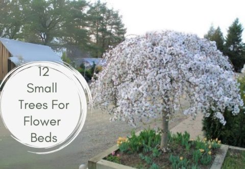12 Small Trees For Flower Bed Designs
