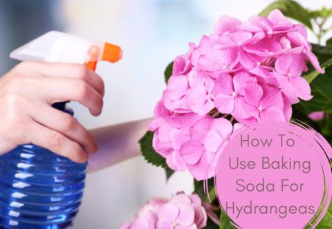 How To Use Baking Soda For Hydrangeas Flowers