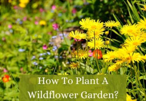 how to plant a wildflower garden